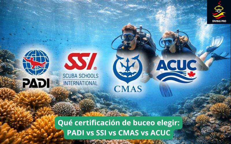 Qué certificación de buceo elegir: PADI vs SSI vs CMAS vs ACUC Qué certificación de buceo elegir